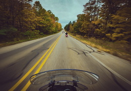 Tunnel of Trees 2024